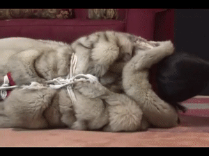 www.ginaraemichaels.com - Hogtied wearing fur thumbnail